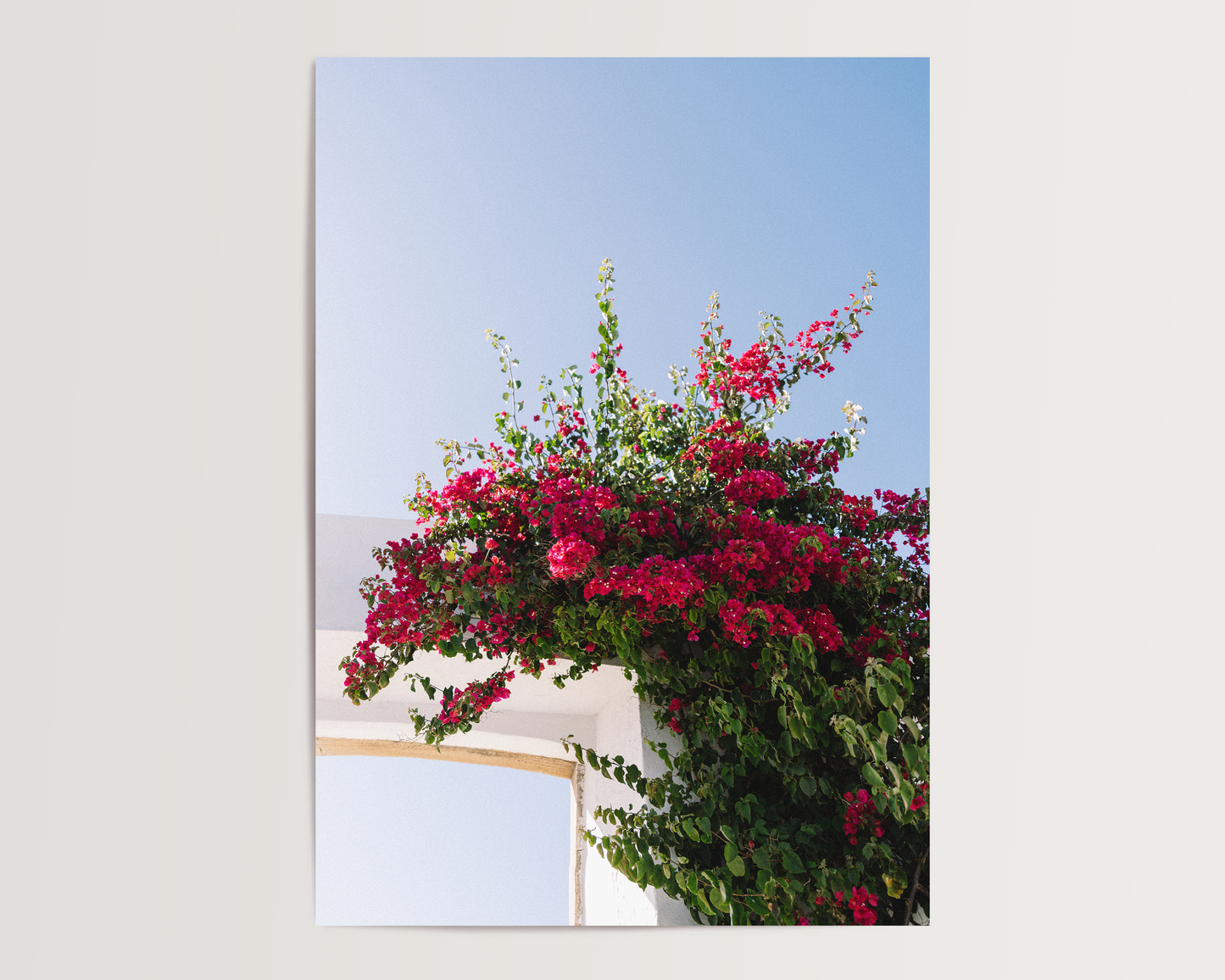 Wandbild "FLOWER OF PORTUGAL"