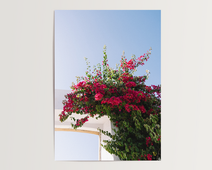 Fine Art Print "FLOWER OF PORTUGAL"